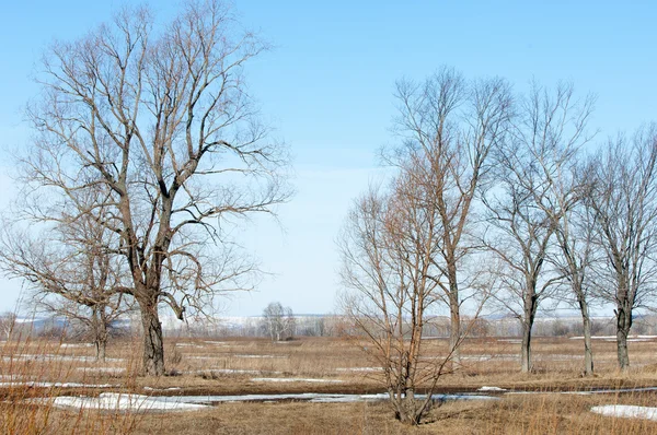 Wiosenny Śnieg Ostatni Drzewa — Zdjęcie stockowe