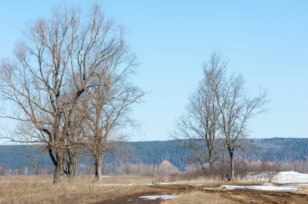 Der Letzte Schnee Frühling Die Bäume — Stockfoto