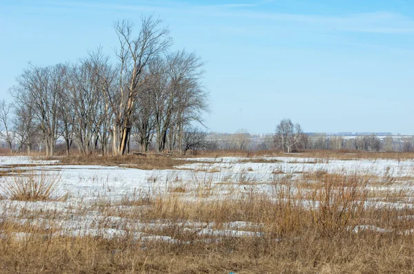 Wiosenny Śnieg Ostatni Drzewa — Zdjęcie stockowe