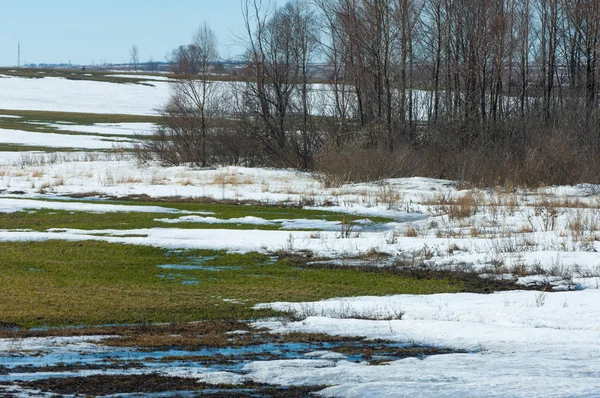 Våren Snö Förra Vintern Träden — Stockfoto