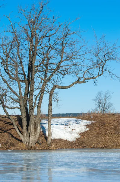 Frossen Sjø Våren Kildeis – stockfoto