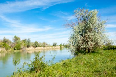 Bozkır nehir sazlık yaz