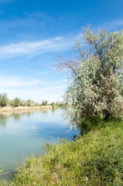 Bozkır nehir sazlık yaz
