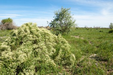 Bozkır, çayır, veldt, veld, taşkın. Kazakistan bozkırlarında güzel doğada