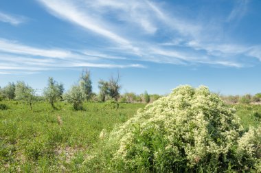 Bozkır, çayır, veldt, veld, taşkın. Kazakistan bozkırlarında güzel doğada