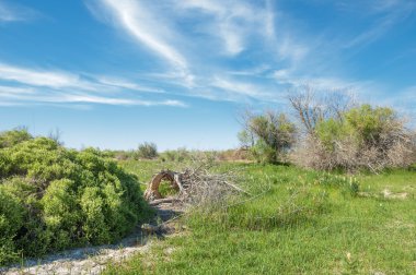 Bozkır, çayır, veldt, veld, taşkın. Kazakistan bozkırlarında güzel doğada