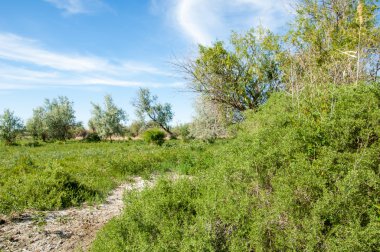Bozkır, çayır, veldt, veld, taşkın
