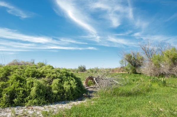 Steppe Prairie Veldt Veld Plaine Inondable Belle Nature Dans Les — Photo