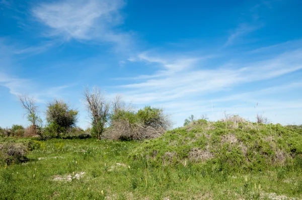 Steppe Prairie Veldt Veld Uiterwaarden Prachtige Natuur Steppen Van Kazachstan — Stockfoto