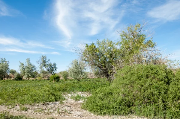 Steppe, prairie, veldt, veld, flood plain — Stock Photo, Image