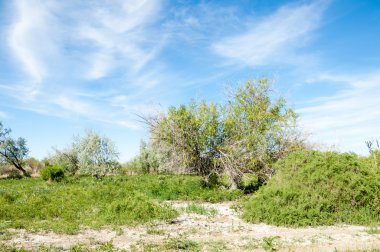 Bozkır, çayır, veldt, veld, taşkın