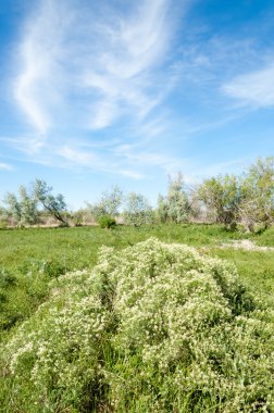 Bozkır, çayır, veldt, veld, taşkın. Kazakistan bozkırlarında güzel doğada