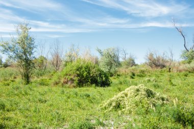 Bozkır, çayır, veldt, veld, taşkın. Kazakistan bozkırlarında güzel doğada