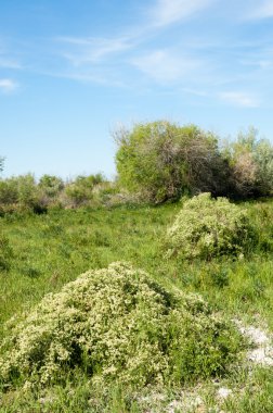 Bozkır, çayır, veldt, veld, taşkın. Kazakistan bozkırlarında güzel doğada
