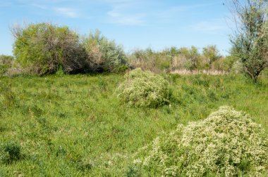 Bozkır, çayır, veldt, veld, taşkın. Kazakistan bozkırlarında güzel doğada