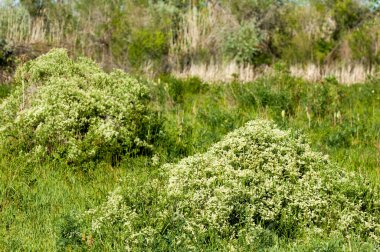 Bozkır, çayır, veldt, veld, taşkın. Kazakistan bozkırlarında güzel doğada