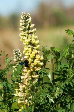 Meyan kökü, meyan kökü, Glycyrrhiza glabra, Yıldız anason, rezene,
