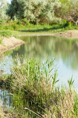 Bozkır nehir sazlık yaz. nehir görünümünde kez izlendi. küçük mavi nehir kıyısında güneşli bir gün