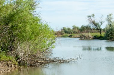 Bozkır nehir sazlık yaz. nehir görünümünde kez izlendi. küçük mavi nehir kıyısında güneşli bir gün