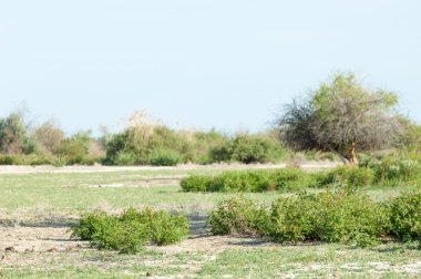 Bozkır, çayır, veldt, veld, taşkın. Kazakistan bozkırlarında güzel doğada