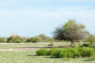 Bozkır, çayır, veldt, veld, taşkın. Kazakistan bozkırlarında güzel doğada