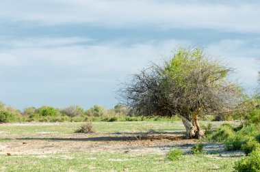 Bozkır, çayır, veldt, veld, taşkın. Kazakistan bozkırlarında güzel doğada