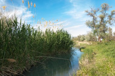 Bozkır nehir sazlık yaz. nehir görünümünde kez izlendi. küçük mavi nehir kıyısında güneşli bir gün
