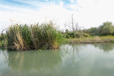 Bozkır nehir sazlık yaz