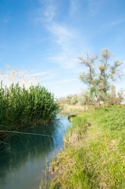 Bozkır nehir sazlık yaz