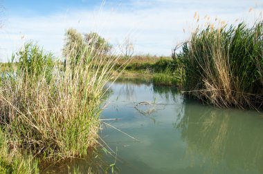 Bozkır nehir sazlık yaz