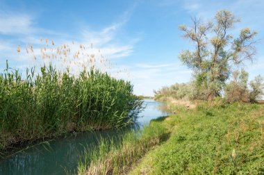 Bozkır nehir sazlık yaz