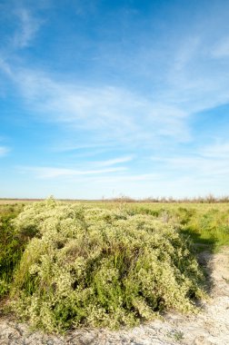 Bozkır tuzlu topraklar