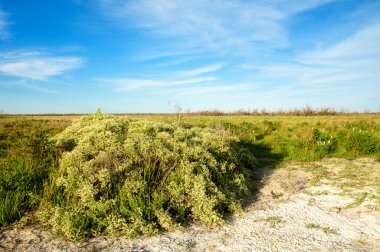 Bozkır tuzlu topraklar