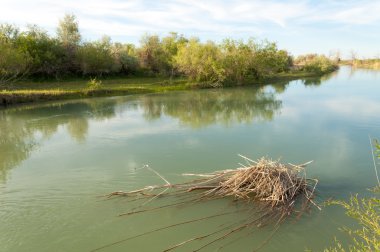 Bozkır nehir sazlık yaz. nehir görünümünde kez izlendi. küçük mavi nehir kıyısında güneşli bir gün