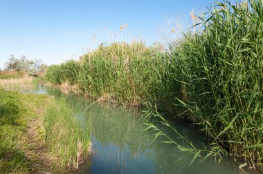 Bozkır nehir sazlık yaz. nehir görünümünde kez izlendi. küçük mavi nehir kıyısında güneşli bir gün
