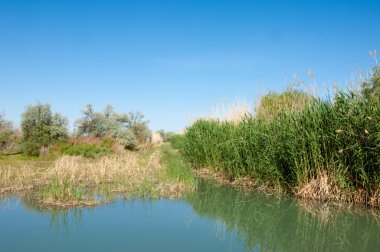 Bozkır nehir sazlık yaz