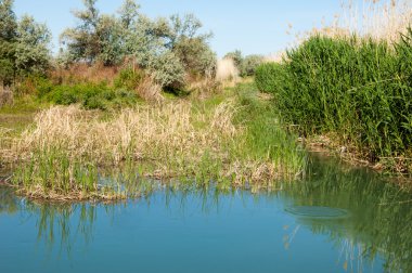 Bozkır nehir sazlık yaz