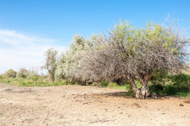 Bozkır tuzlu topraklar