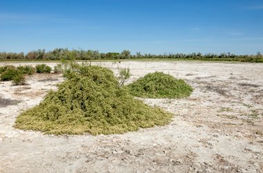Bozkır tuzlu topraklar