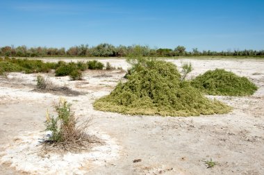 Bozkır tuzlu topraklar