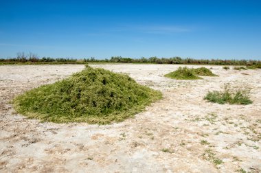 Bozkır tuzlu topraklar