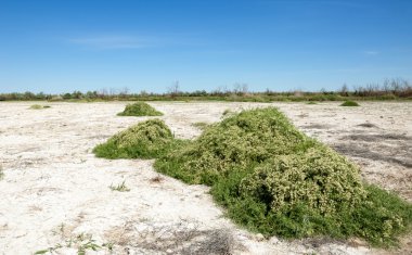 Bozkır tuzlu topraklar