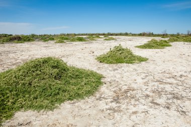 Bozkır tuzlu topraklar