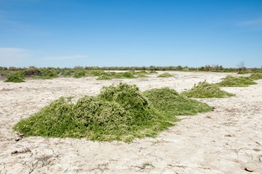 Bozkır tuzlu topraklar