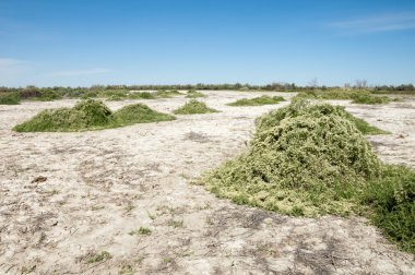 Bozkır tuzlu topraklar