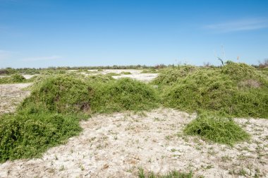 Bozkır tuzlu topraklar