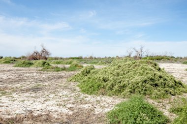Bozkır tuzlu topraklar