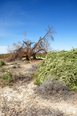 Bozkır tuzlu topraklar. tuz tuz tuz. Bozkır çayır veldt veld. Tuzlu toprak çöl, tuzlu Göller. cansız yanıp kavrulmuş dünyamız. Kazakistan çıplak bozkır