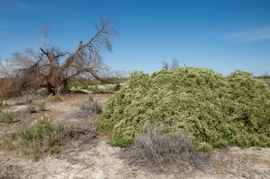 Bozkır tuzlu topraklar