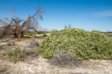 Bozkır tuzlu topraklar. tuz tuz tuz. Bozkır çayır veldt veld. Tuzlu toprak çöl, tuzlu Göller. cansız yanıp kavrulmuş dünyamız. Kazakistan çıplak bozkır